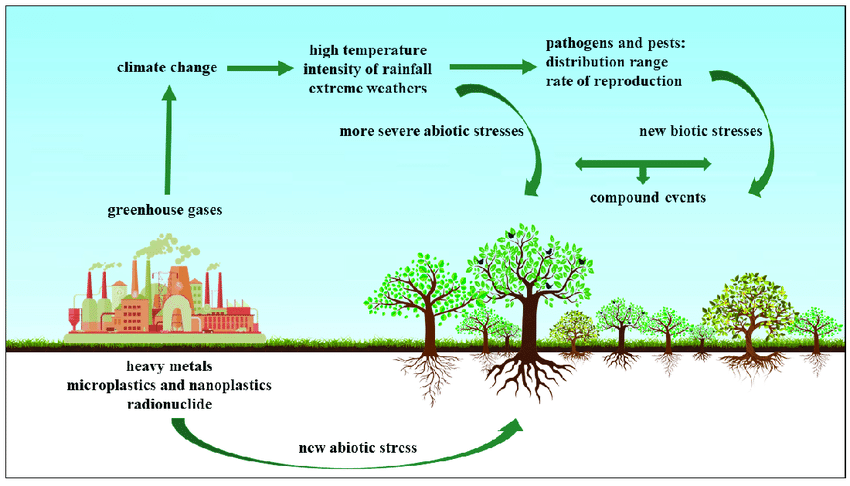 Diagram of factory affecting environment negatively